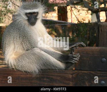 Mpumalanga, Sud Africa, Bourke's Luck buche, Vervet monkey seduto su di una recinzione di legno Foto Stock