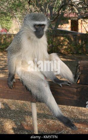 Mpumalanga, Sud Africa, Bourke's Luck buche, Vervet monkey seduto e in equilibrio su una recinzione di legno Foto Stock