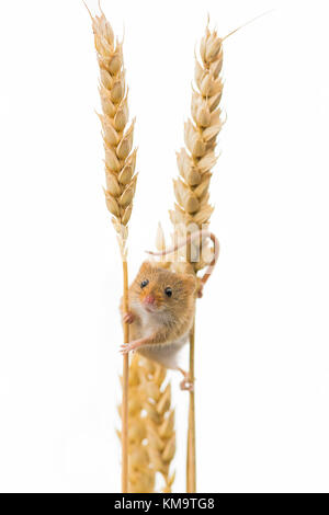 Harvest mouse (micromys minutus) aggrappandosi ad una spiga di grano, vista frontale, sfondo bianco - cornwall, Regno Unito Foto Stock
