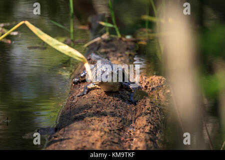 American alligator alligator mississippiensis suns stesso su un laghetto caduti cipresso nella palude cavatappi santuario in naples, florida Foto Stock