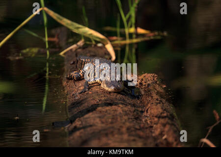 American alligator alligator mississippiensis suns stesso su un laghetto caduti cipresso nella palude cavatappi santuario in naples, florida Foto Stock