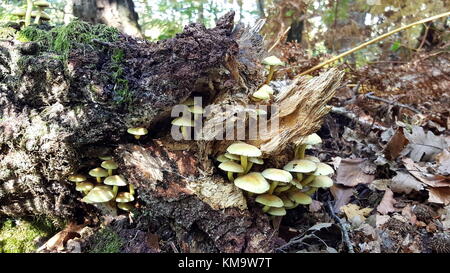Più piccolo giallo funghi dal vecchio albero morto tronco con erba intorno esso coperto marrone con foglie di autunno Foto Stock