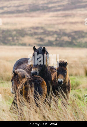 Exmoor pony di roaming su mori Exmoor REGNO UNITO Foto Stock