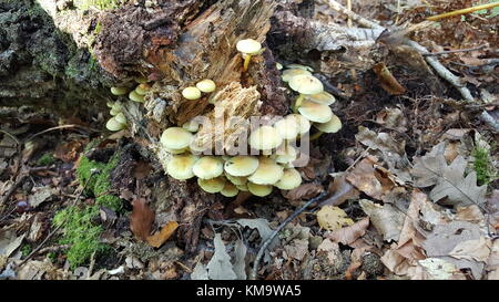 Mazzetto di piccolo giallo di funghi che crescono in cerchio intorno al vecchio rotto tronco di albero è circondato di fresco con marrone caduto foglie di autunno e cellula di briofita Foto Stock