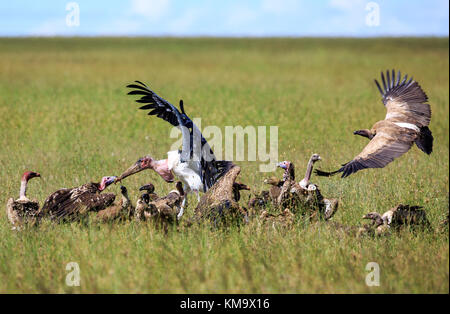 Una marabou stork e avvoltoi a lion sito kill Foto Stock