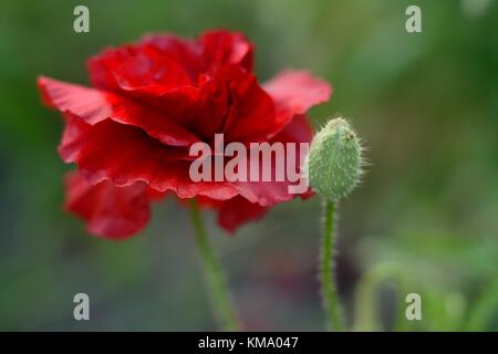 Fiore di papavero (lat.: Papaver rhoeas) con una gemma Foto Stock
