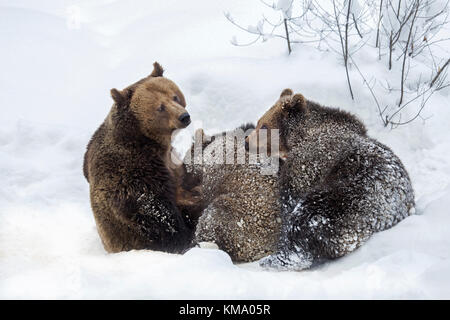 Femmina di orso bruno il lattante due 1-year-old cubs (Ursus arctos arctos) nella neve in inverno Foto Stock