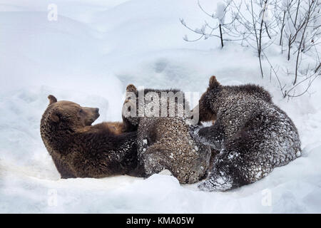 Femmina di orso bruno il lattante due 1-year-old cubs (Ursus arctos arctos) nella neve in inverno Foto Stock