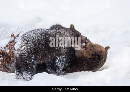 Un anno di vecchio cub saluto femmina di orso bruno (Ursus arctos arctos) nella neve in inverno Foto Stock