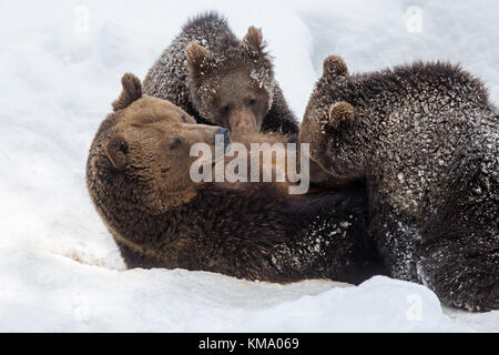 Femmina di orso bruno il lattante due 1-year-old cubs (Ursus arctos arctos) nella neve in inverno Foto Stock