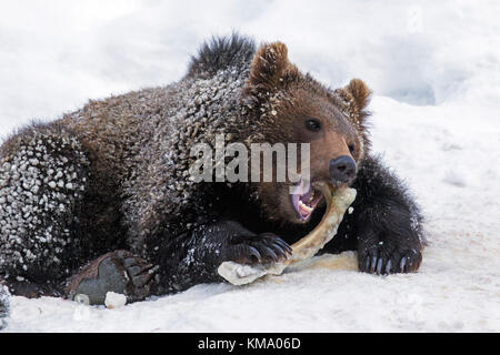 Un anno vecchio brown Bear Cub (Ursus arctos arctos) rosicchia sul fuso a snodo osso nella neve in inverno Foto Stock