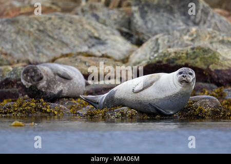 Due guarnizioni di tenuta comune / Harbour guarnizioni (Phoca vitulina) appoggiato sulla costa rocciosa, svalbard / spitsbergen, Norvegia Foto Stock