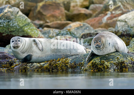 Due guarnizioni di tenuta comune / Harbour guarnizioni (Phoca vitulina) appoggiato sulla costa rocciosa, svalbard / spitsbergen, Norvegia Foto Stock