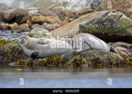 Due guarnizioni di tenuta comune / Harbour guarnizioni (Phoca vitulina) appoggiato sulla costa rocciosa, svalbard / spitsbergen, Norvegia Foto Stock