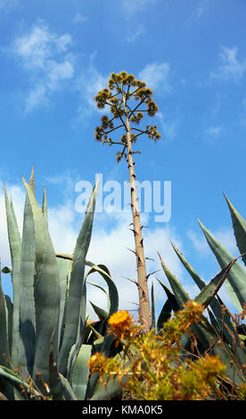 Parco Nazionale Cabo de Gata,Almeria Foto Stock