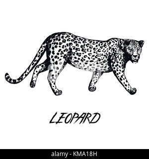 Disegnato a mano stile sketch leopard. illustrazione vettoriale isolati su sfondo bianco. Illustrazione Vettoriale