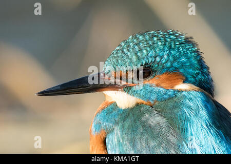 Maschio seduta Kingfisher appollaiato godendo il sole Foto Stock