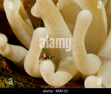 Pulitore maculato sui gamberetti anemone, Bonaire Antille olandesi Foto Stock