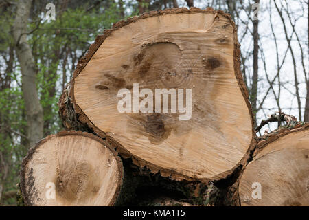 Tagliare gli alberi di quercia malati nella foresta Foto Stock