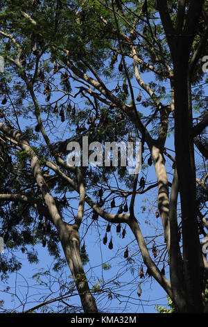 Peradeniya Kandy centrale Provincia dello Sri Lanka Peradeniya Royal Botanical Gardens colonia di pipistrelli della frutta in alberi Foto Stock