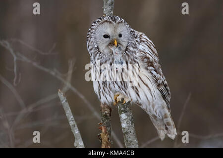 Wild Ural allocco (Strix uralensis) mangia mouse, Estonia, Europa Foto Stock