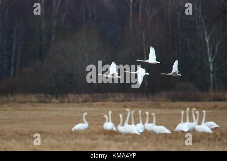 La migrazione Whooper cigni (Cygnus cygnus) in autunno, Estonia. Foto Stock