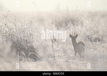 Il Roe Deer buck (Capreolus capreolus) coperto di brina natura, Europa Foto Stock