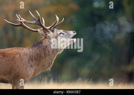 Il cervo (Cervus elaphus) stag, rumoreggianti durante la routine con il respiro che si condensa nel aria fredda, Richmond Park, Richmond Upon Thames, London, England, Ottobre Foto Stock