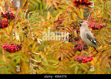 (Waxwing Bombycilla garrulus) arroccato su Rowan ramo (Sorbus sp.) con frutti di bosco. L'Estonia, l'Europa. Foto Stock