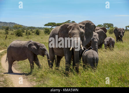 Elefante africano madre con un vitello Foto Stock