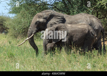 Elefante africano madre con un vitello Foto Stock