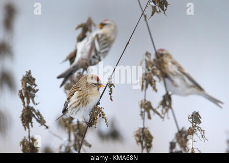 Comune (Redpoll Carduelis flammea) alimentazione su ortica in inverno Foto Stock