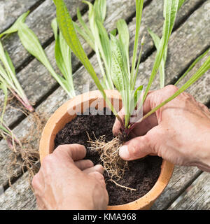 Toppe, Blumentopf, Eintopfen, Pflanzen, Einpflanzen, Spitzwegerich, Wegerich, Plantago lanceolata, English Plantain, Ribwort, Rettling Foto Stock