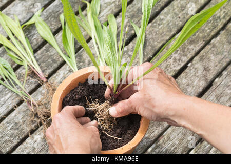 Toppe, Blumentopf, Eintopfen, Pflanzen, Einpflanzen, Spitzwegerich, Wegerich, Plantago lanceolata, English Plantain, Ribwort, Rettling Foto Stock