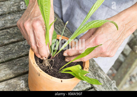 Toppe, Blumentopf, Eintopfen, Pflanzen, Einpflanzen, Spitzwegerich, Wegerich, Plantago lanceolata, English Plantain, Ribwort, Rettling Foto Stock