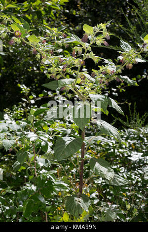 Tollkirsche, Toll-Kirsche, Atropa bella-donna, Atropa belladonna, Atropa bella donna, mortale Nightshade Foto Stock