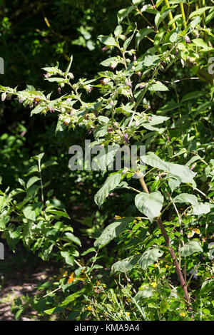 Tollkirsche, Toll-Kirsche, Atropa bella-donna, Atropa belladonna, Atropa bella donna, mortale Nightshade Foto Stock