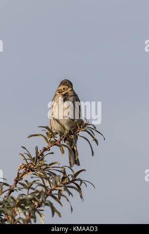 Voce maschile reed bunting in piumaggio invernale Foto Stock