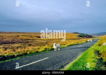 Pecore sul vuoto strada di montagna conosciuta come Sally Gap in Wicklow Mountains, a sud di Dublino, Irlanda. Foto Stock