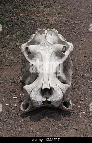 Cranio di elefante in Mosi-oa-Tunya national park, Zambia Foto Stock