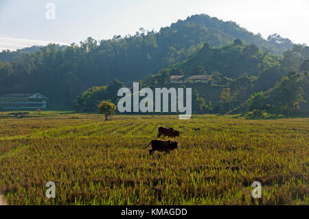 Fattoria mucca su sunrise in Thailandia Foto Stock