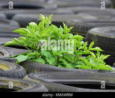 Verde tra la barriera di pneumatici, donington storica festa, aprile 2017, motor racing, motor sport, motorsport, nostalgia, corse, racing cars, re Foto Stock