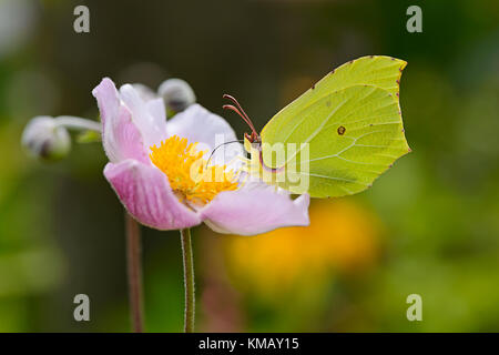 Un giallo Brimstone butterfly ( Gonepteryx rhamni ) alimentando il nettare da un fiore di anemone giapponese. Foto Stock