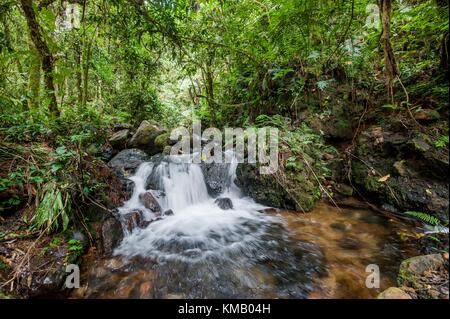 Una piccola cascata nella foresta scura. cascate e vegetazione all'interno della foresta impenetrabile di Bwindi in Uganda (Africa) Foto Stock