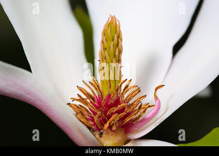 Primo piano del fiore di magnolia (x soulangeana) con grandi tepal bianchi aprire ampie parti di riproduzione delle piante rivelanti come il centro di interesse. Foto Stock