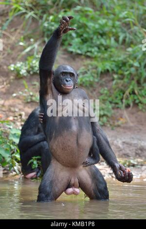 Bonobo in piedi sulle sue gambe con un cub sul retro e di lato verso l'alto. Il bonobo ( Pan paniscus). Repubblica democratica del Congo. africa Foto Stock