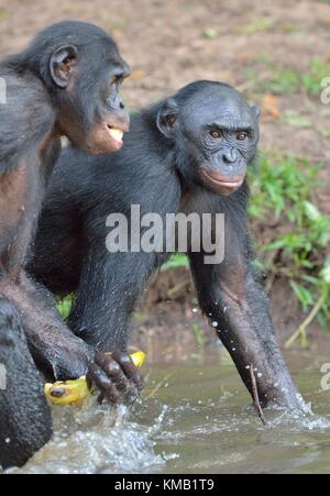 Il bonobo ( Pan paniscus), in precedenza chiamato pigmeo di scimpanzé e meno spesso, il nano o gracile di scimpanzé. Repubblica democratica del Congo. africa Foto Stock