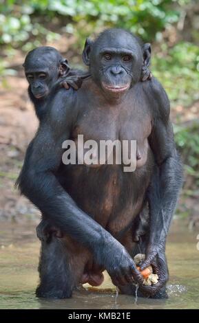 Bonobo in piedi sulle sue gambe in acqua con un cub sul retro. Il bonobo ( Pan paniscus). Repubblica democratica del Congo. africa Foto Stock