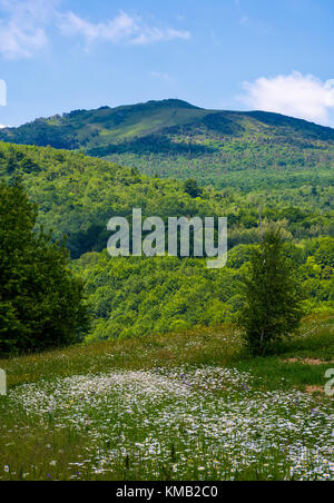 Campo erboso con margherite sulla collina. splendido scenario estivo di alta montagna in distanza Foto Stock