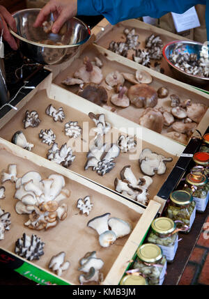 Vassoi di funghi di ostriche coltivati in modo sostenibile in una bancarella di mercato presso il pluripremiato mercato agricolo Stroud nel Cotswolds, Gloucestershire, Regno Unito Foto Stock